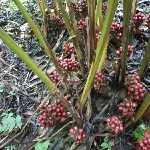 福贡县 玉龙雪山草果十月份大量采摘新鲜草果欢迎老板前来预订