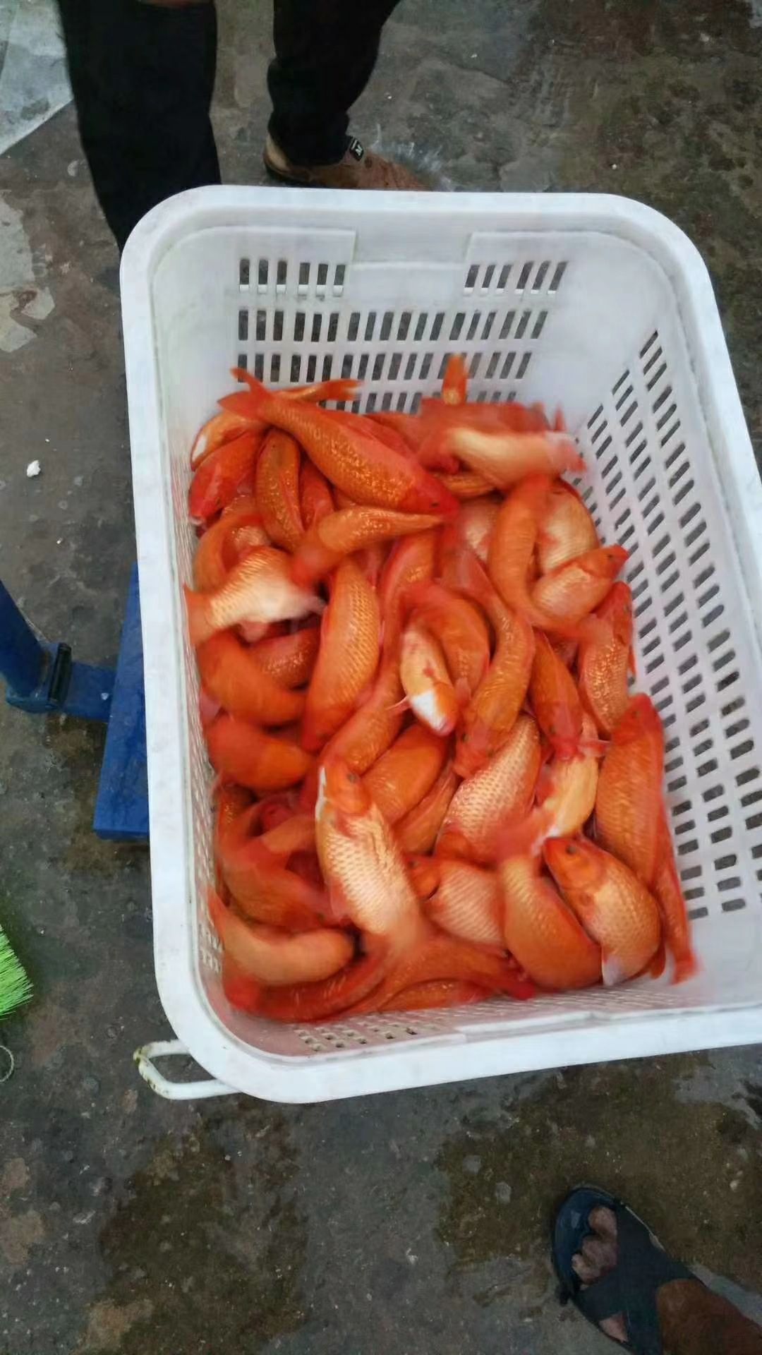  锦鲤红白大正