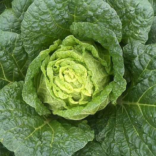黄心大白菜   真金白银白菜价，清地改行大甩卖，质量杠杠滴