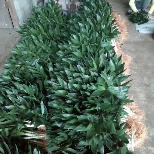 海口水培观音竹  观音竹又名荷花竹、莲花竹
