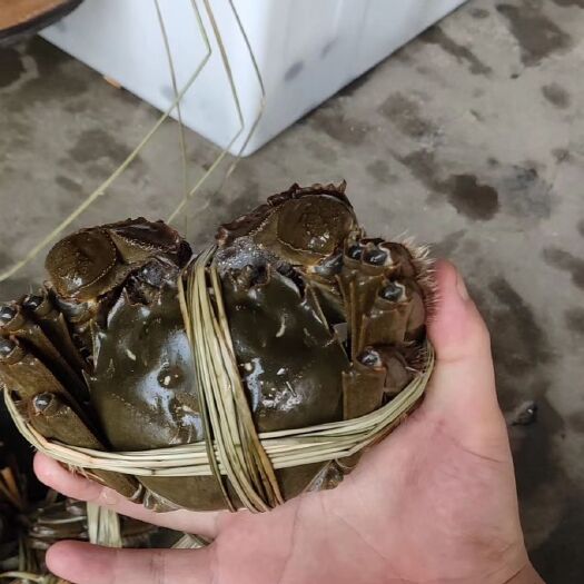 淮安 自产自销洪泽湖大闸蟹只做竞品诚信批发