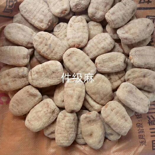 彝良县小草坝天麻