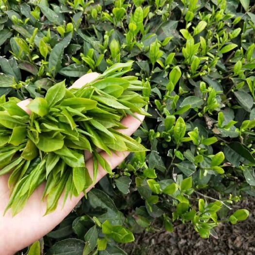 咸丰县恩施富硒绿茶 恩施谷雨富硒桂花茶