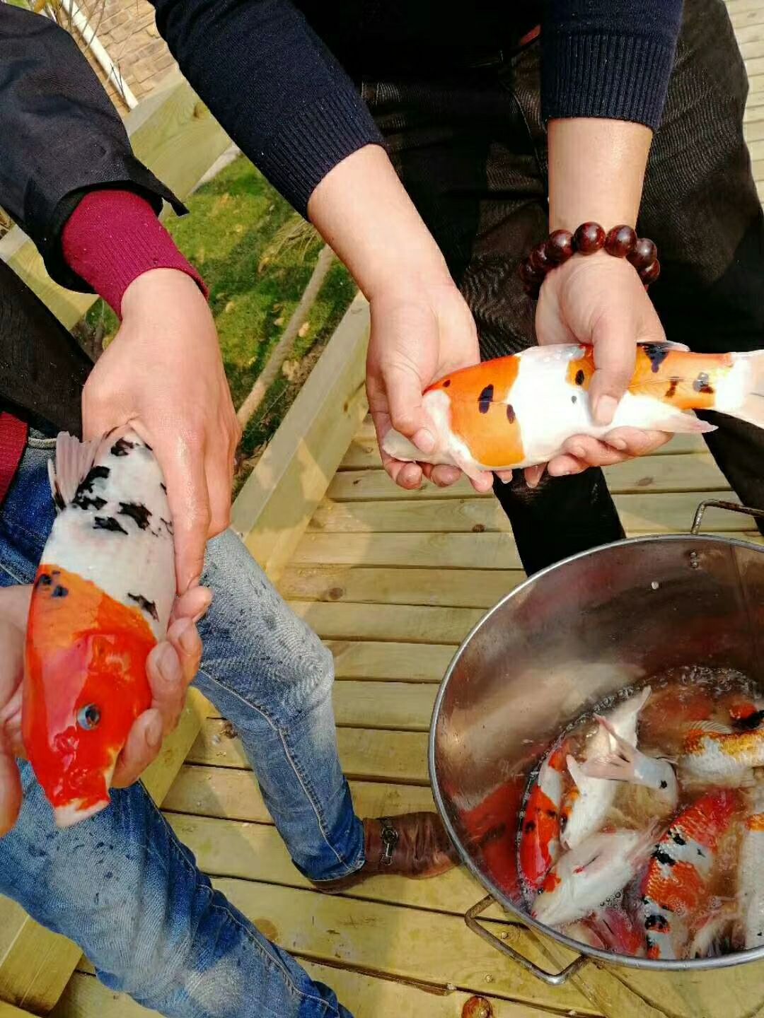  锦鲤红白大正
