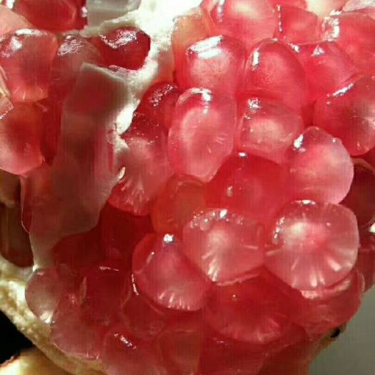 西安 临潼石榴已大量成熟供应
