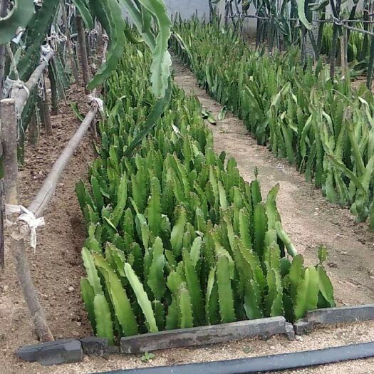 泰安 红心火龙果苗  适合北方种植火龙果小苗