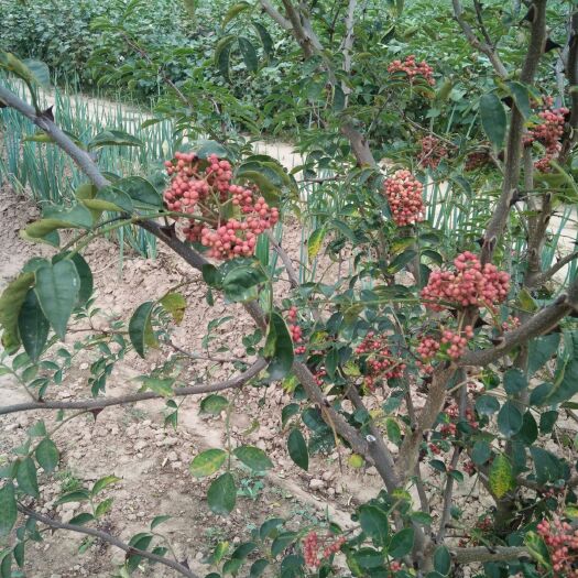 夏津县红花椒苗 供应五年龄花椒树苗