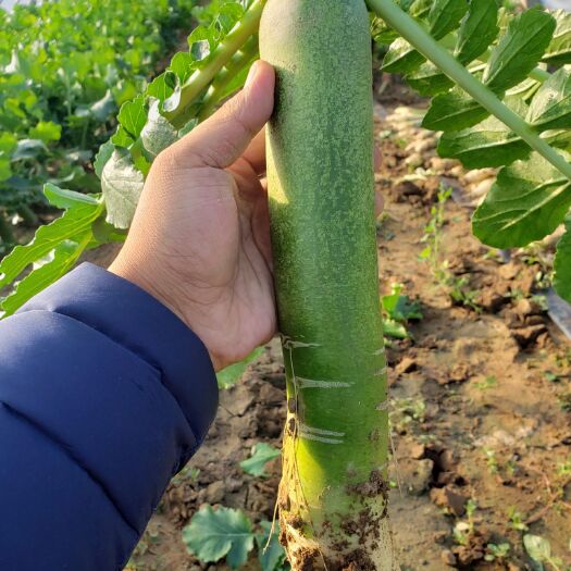 潍坊青萝卜  正宗瓜茬萝卜，青茬口感脆甜，无代办费