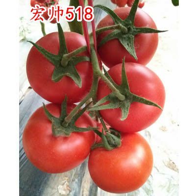 寿光市红果番茄种子 宏帅518
