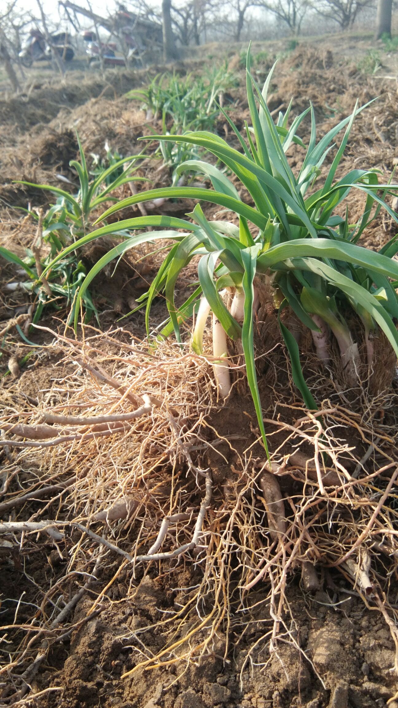 黄花菜苗 ,品质好,成活率高