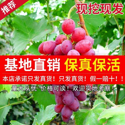 平邑县 红提葡萄苗，产量高，易成活，嫁接优质苗，口感好。包成活