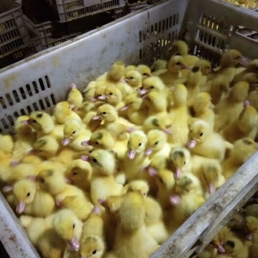 广东湛江廉江优质番鸭苗批发零售