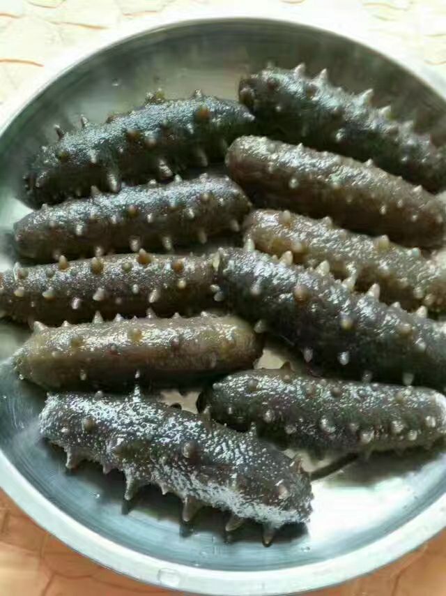 长岛海参
