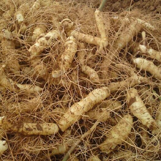 新化县湘玉竹  鲜  现挖现摘