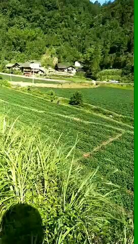 红颜草莓苗 纯正巧克力草莓苗 沙地苗 成活率95％以上，