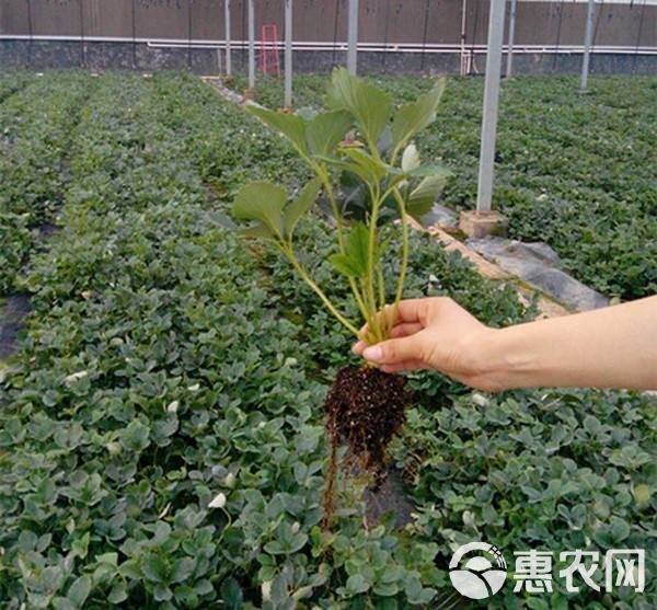 妙香7号草莓苗  妙香七号草莓苗 基地直发现挖发货