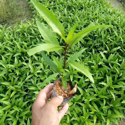 揭阳翠芦莉盆栽 出售3-7斤袋翠芦莉 紫花芦莉