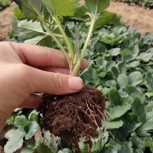 泰安小白草莓苗价格 小白草莓苗多少钱一棵 小白草莓苗批发