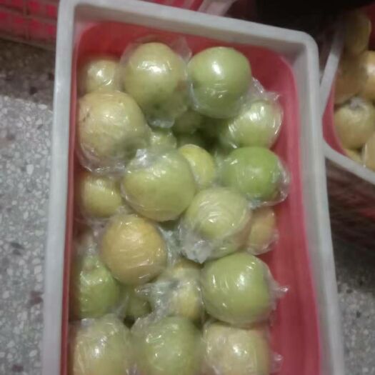 丰县 白酥梨，绿色无污染，现摘现卖