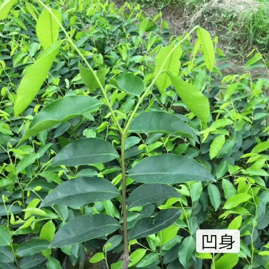 化州市奇楠沉香树 奇楠苗