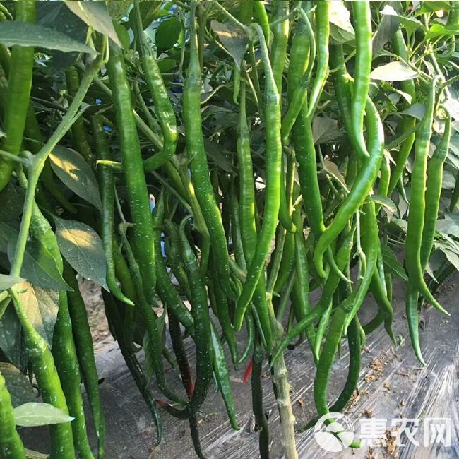  辣椒种子  线椒种子 朝天椒  农家菜园盆栽阳台种植 蔬菜