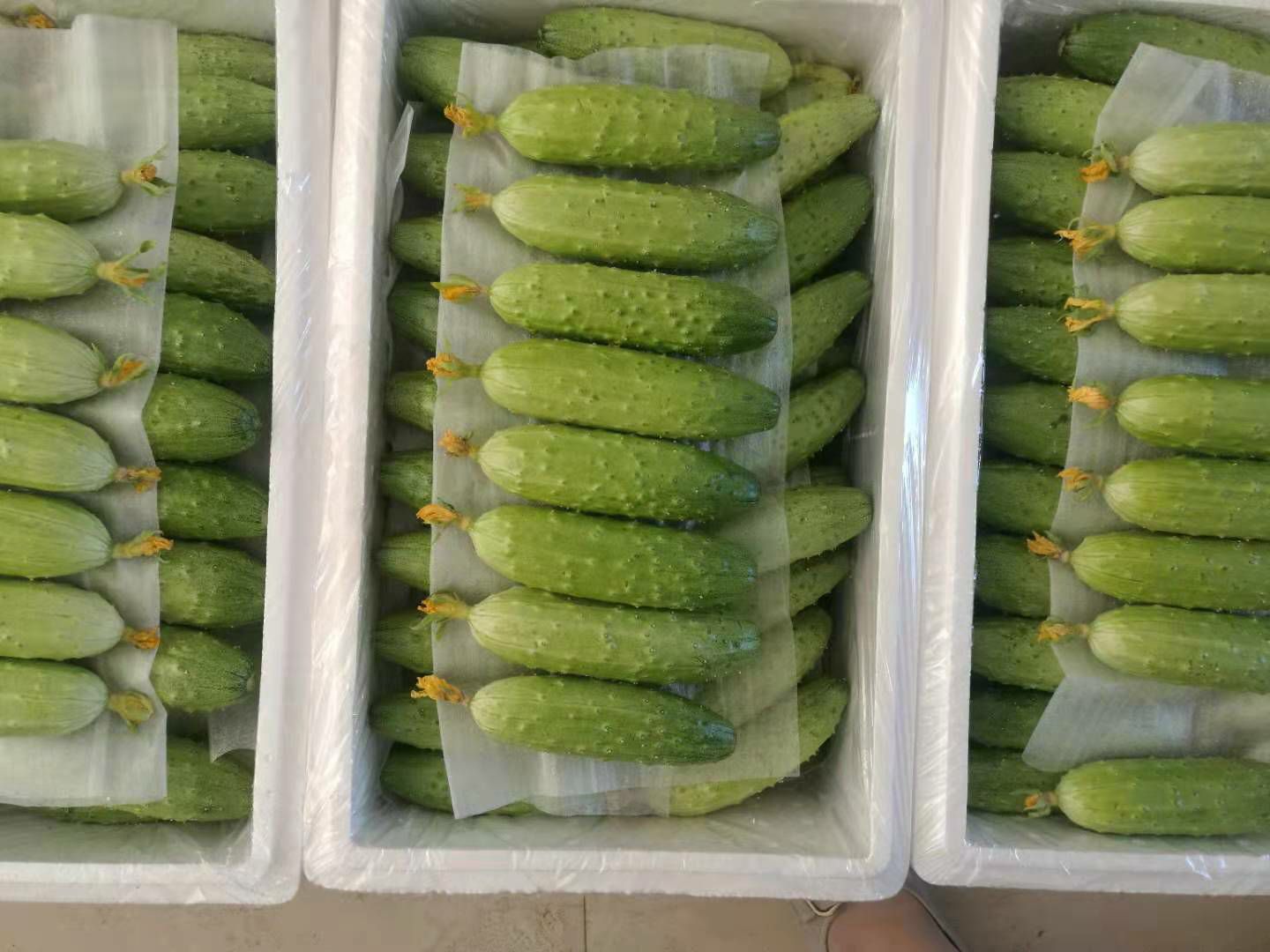 绥中旱黄瓜，每天大量供货，产地代办，微电同步