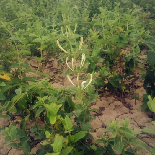 靖远县树形金银花 30~40公分 