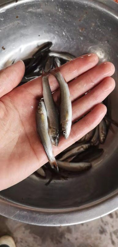 银鳕鱼苗  本场长期供应特色银雪鱼苗，抗病毒生长快，