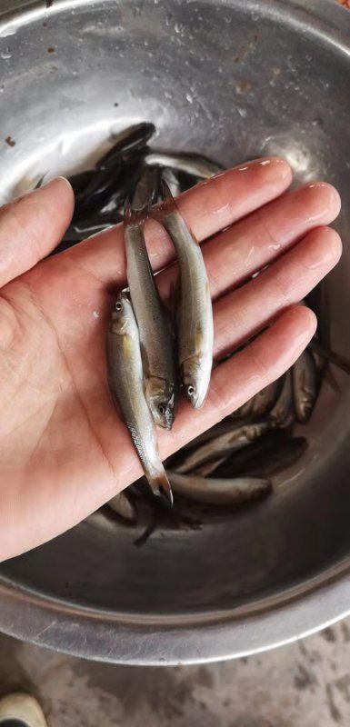 兰州银鳕鱼苗  本场长期供应特色银雪鱼苗，抗病毒生长快，