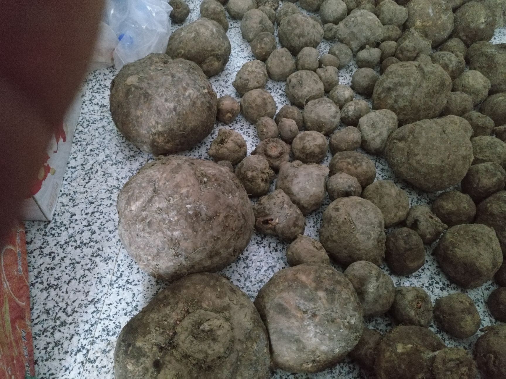  今年刚出的魔芋