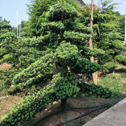 浏阳市造型罗汉松