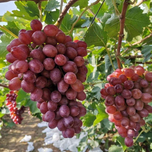饶阳县克伦生葡萄 1.5- 2斤 5%以下 1次果