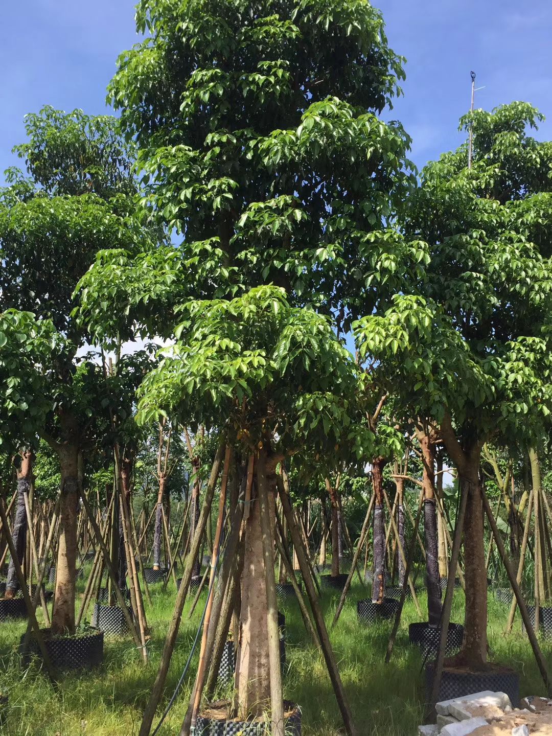  大量供应秋枫，