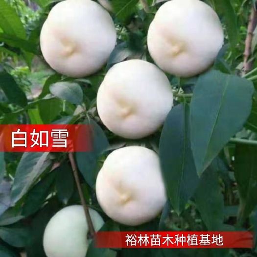 平邑县 白如雪桃树苗嫁接苗包质量包品种包挂果根系发达基地发货死苗补
