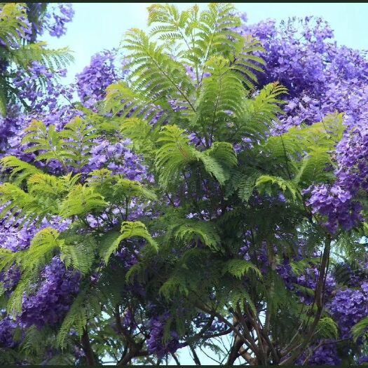 云县 蓝花楹