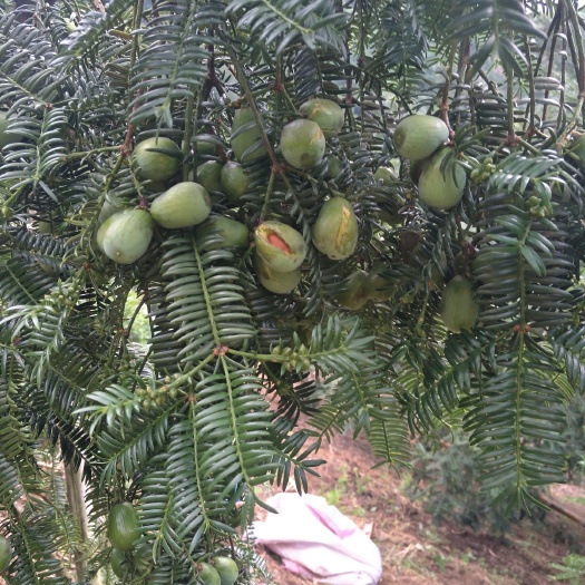 绍兴大量供应优质香榧