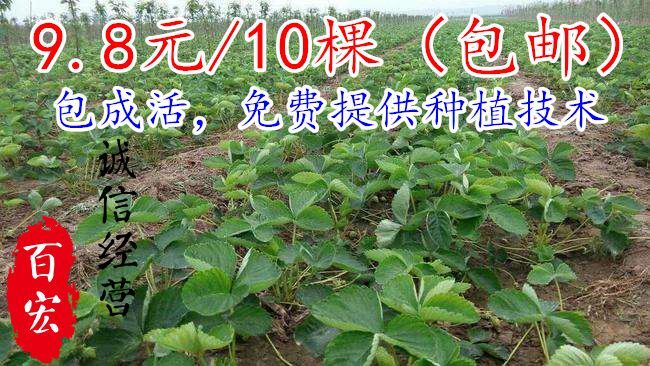 沭阳县 脱毒草莓苗四季盆栽奶油红颜草莓苗四季结果大棚种植带盆带土易