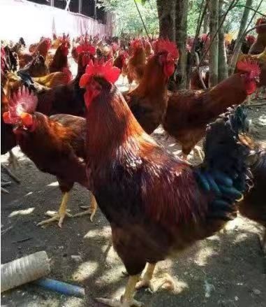 昆明 九斤黄鸡苗  疫苗包打