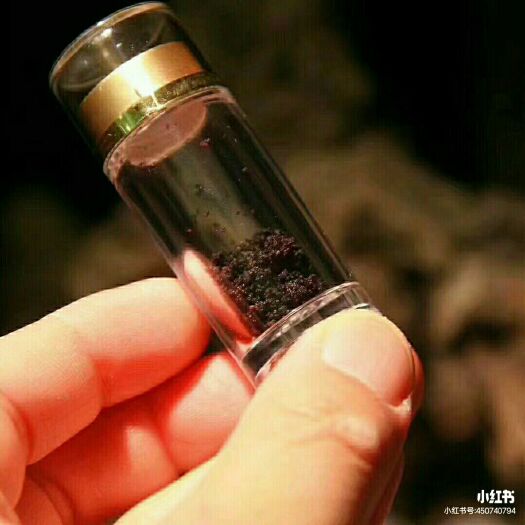 中药材迷迭香 射香仁