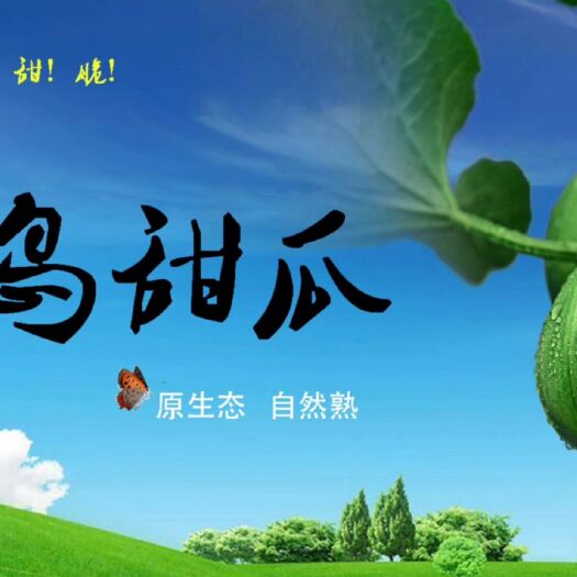 咸阳 甜瓜、吊蔓甜瓜、绿宝、绿宝甜瓜；自然熟；绿岛甜瓜