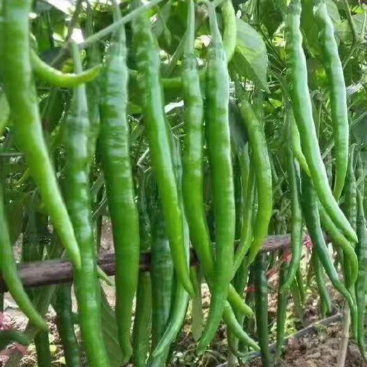 夏邑县301泡椒 15~20cm 微辣 靑色