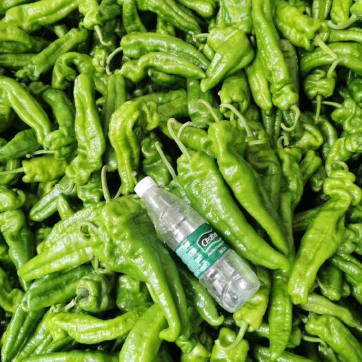 夏邑县青泡椒  我区十多万亩辣椒现已上市品种齐全，需要的老板联系我