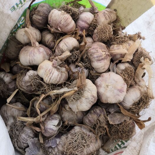 聊城红皮大蒜 质量不错
