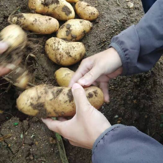 康保县 土豆云2自家种植