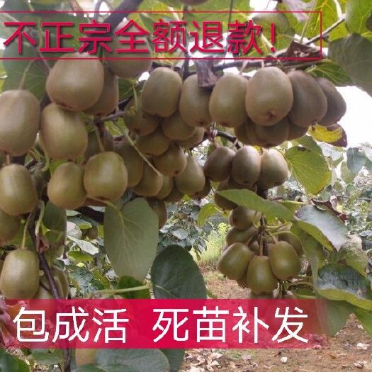 平邑县红心猕猴桃苗 嫁接苗