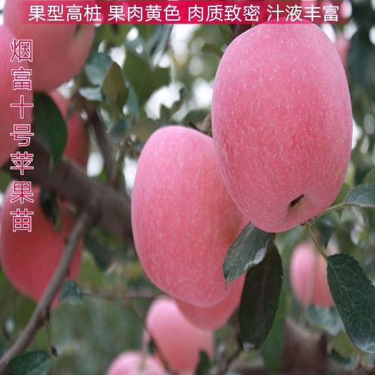 平邑县烟富10苹果苗 烟富10号苹果苗 包活包邮包品种！基地直供 现挖现卖