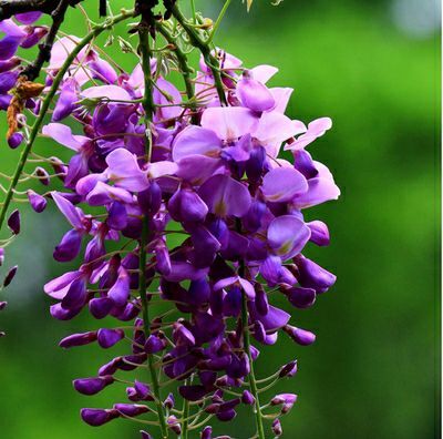 平邑县 多花紫藤树苗 紫藤花苗 爬藤植物 山东种苗