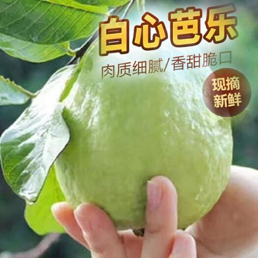 诏安县西瓜芭乐 漳州诏安白心芭乐红心芭乐5斤装