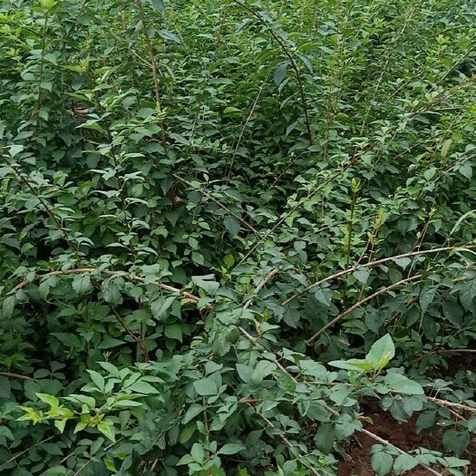 绛县 供应两年药用连翘苗0.5到1厘米粗，80到1.5米高