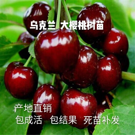 平邑县乌克兰樱桃苗 樱桃树苗，乌克兰大樱桃树苗南北方地栽盆栽